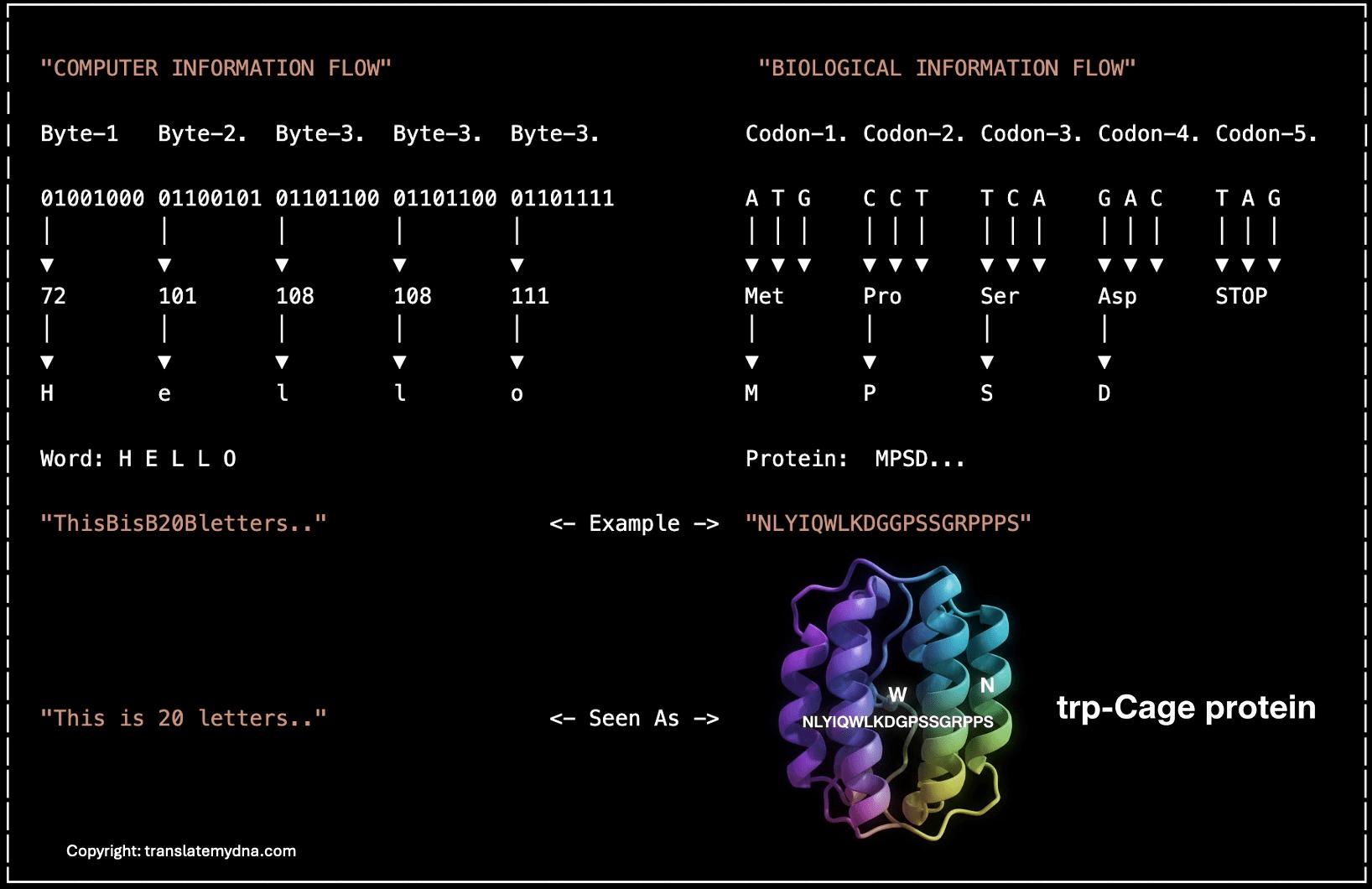 Genetic Code